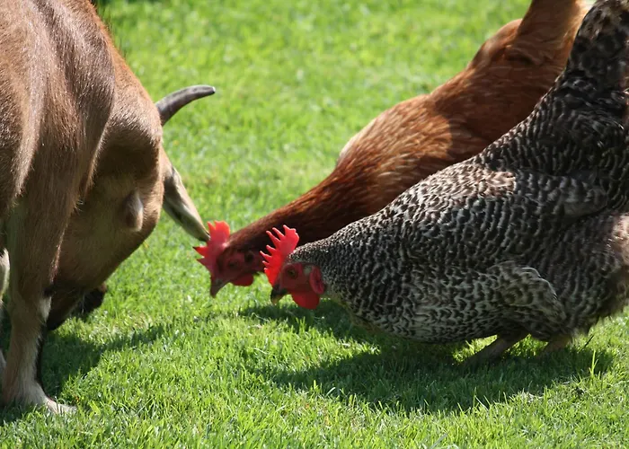 Stadlpoint Ried im Zillertal