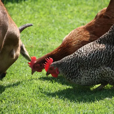 فيرنهوف ستادلبوينت رييد ايم زيلرتال